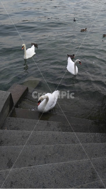 호수,백조,동물,새,아름다움,animal,bird,lake,swan