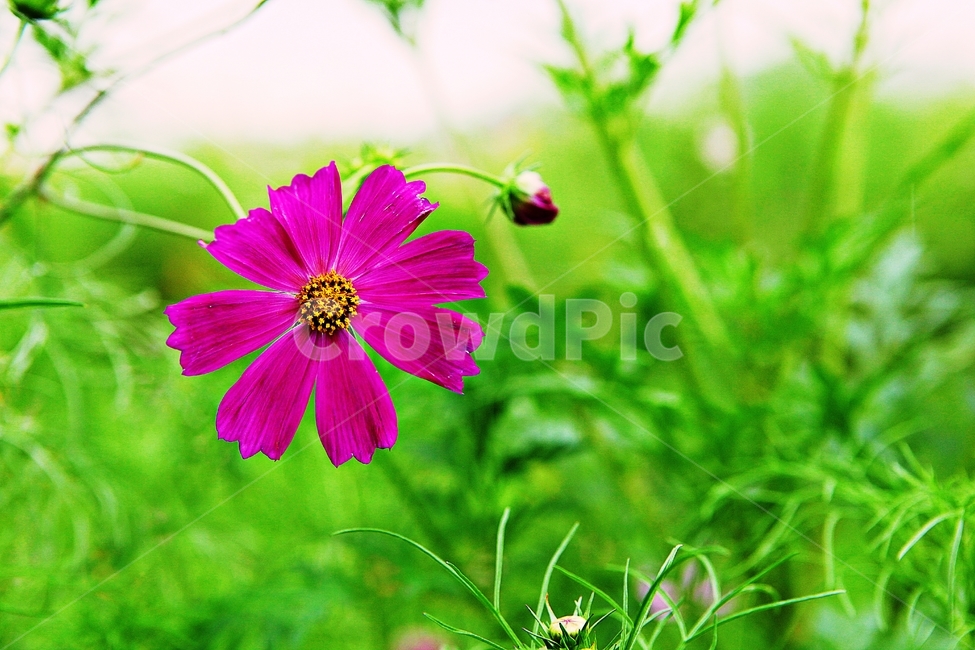 코스모스,꽃,꽃잎,식물,자염,공원,가을,가을꽃,식물,자연,plants,nature,꽃,flower