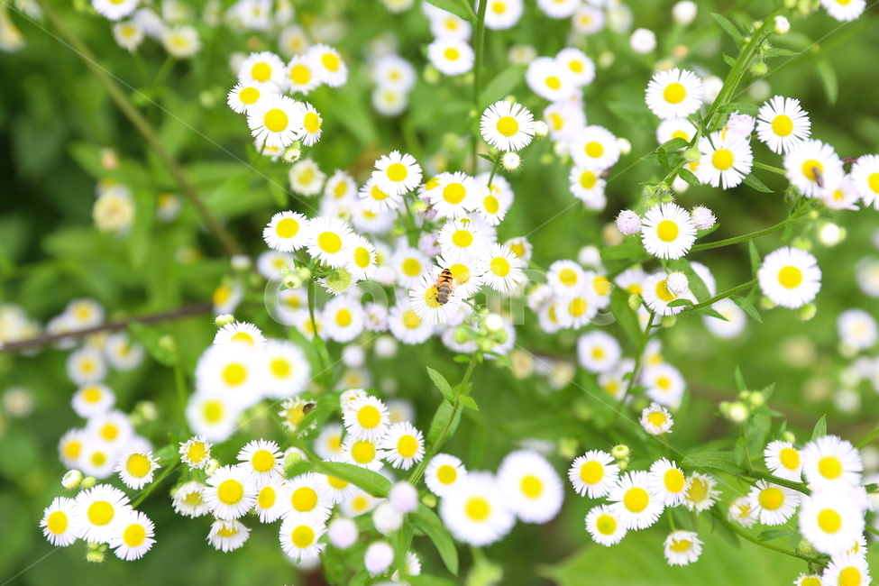 꽃,벌,초원,봄,여름,식물,자연,plants,nature,꽃,flower,동물,animal,곤충,벌레,insect,bug