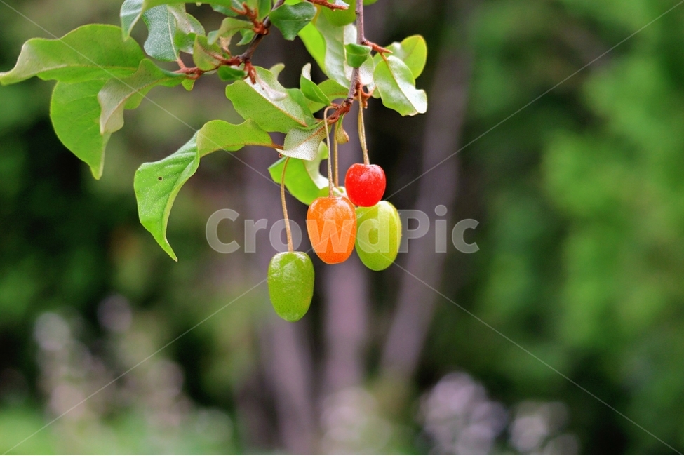 보리수,열매,줄기,빨강,초록,식물,자연,plants,nature,과일,열매,fruit