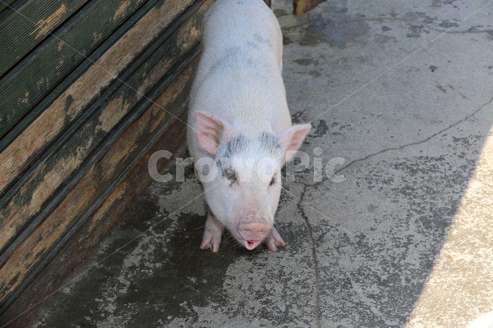 돼지,애기돼지,ㄷ애기돼지,돈,돼지화분,도야지,동물,animal,포유류,mammal