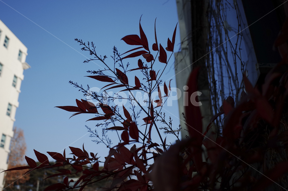 leaf,잎,plant,식물,tree,나무,silhouette,실루엣