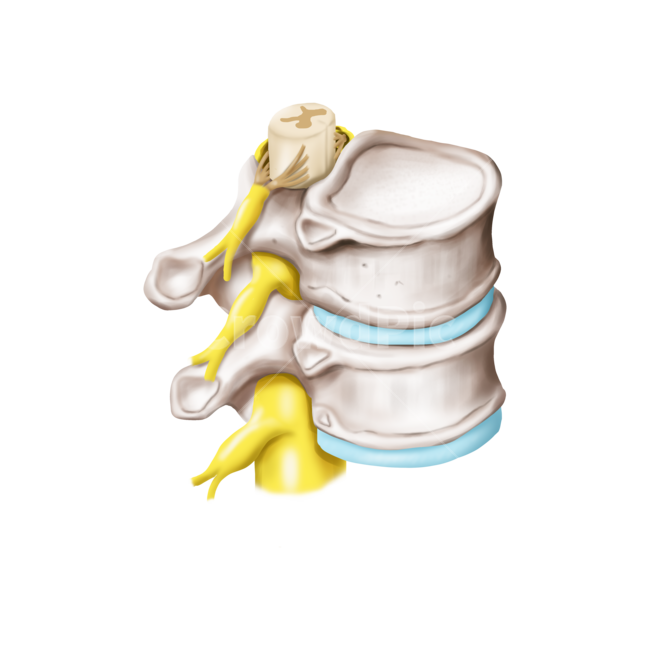 메디컬,medical,png,일러스트,메디컬일러스트,해부학,anatomy,bone,척추,디스크,추간판,척추신경,누끼,remove background