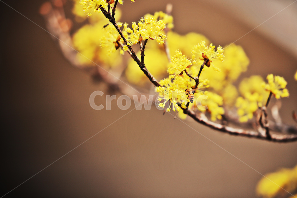봄,식물,산수유,나무,열매,봄,계절,spring,season,식물,자연,plants,nature,꽃,flower,감성,sensible,feeling,plant