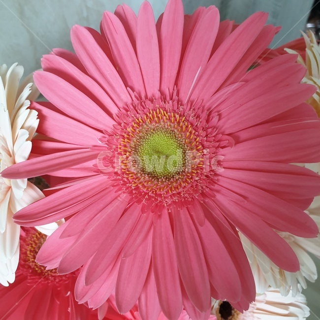 plant,식물,코스모스,꽃,분홍꽃