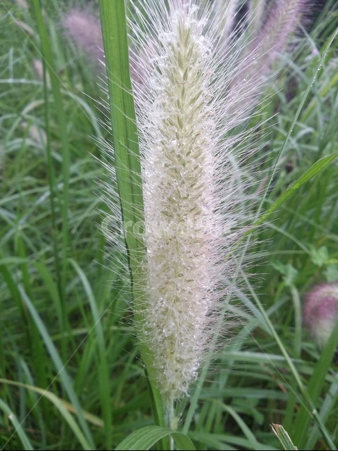 강아지풀,자연,가을,plant,식물,nature,식물,자연,plants,nature