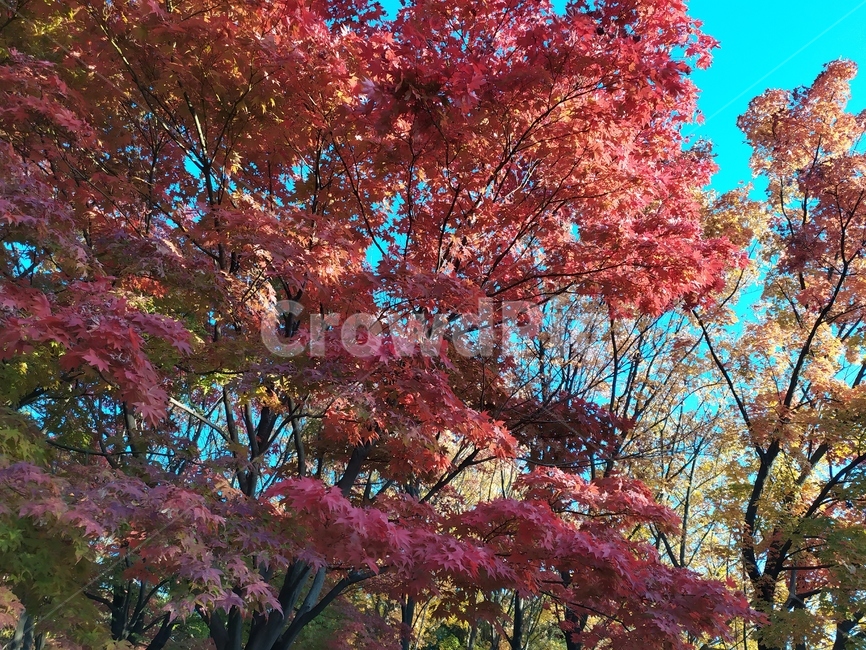가을,tree,단풍,maple,plant,식물,잎,leaf,가을,계절,fall,autumn,season,자연,풍경,nature,landscape,나무