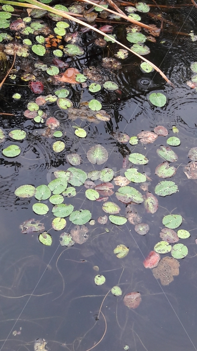 물,빗방울,연못,단풍,가을,자연,풍경,nature,landscape,식물,plants,plant,water,blossom,꽃,flower