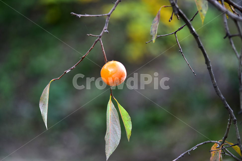 감,과일,열매,감나무,감잎,persimmon,tree,과일,열매,fruit