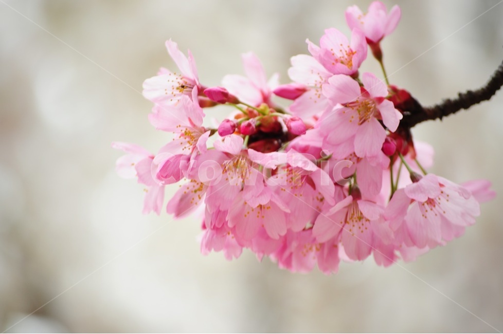 접사,벚꽃,왕벚꽃,겹벚꽃,꽃비,봄,계절,spring,season,식물,자연,plants,nature,꽃,flower,감성,sensible,feeling,plant,blossom