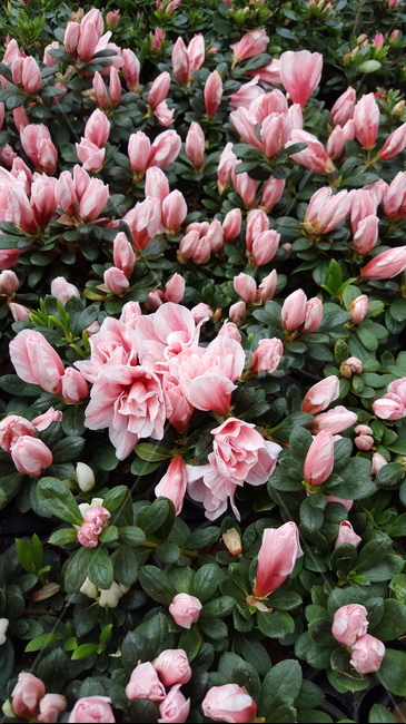 철쭉,분홍꽃,화훼,식물,plant,flower,봄꽃
