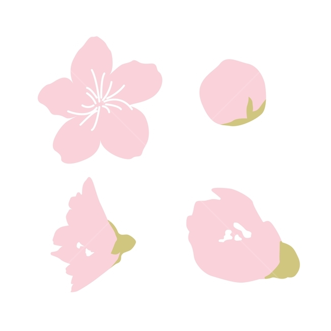 꽃,꽃일러스트,벚꽃,봄,꽃봉오리,blossom,flower,flowerillustration,cherryblossom