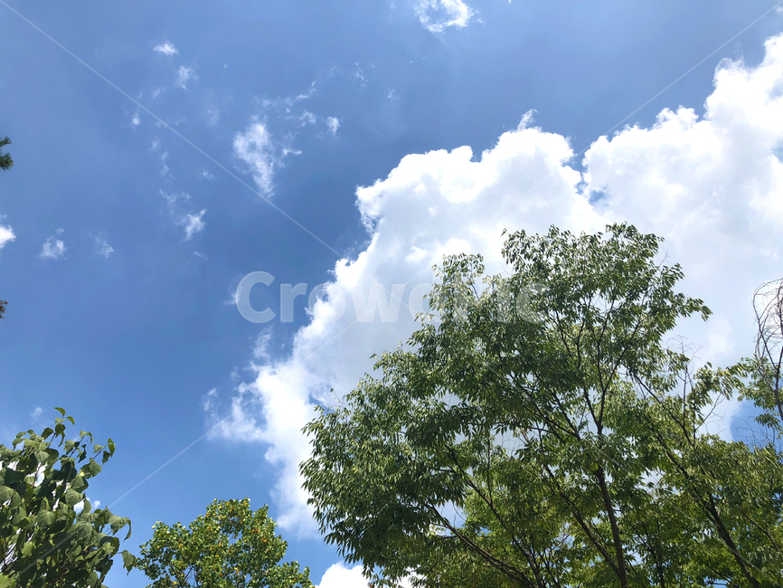 하늘,구름,나무,잎,여름,화창한,자연,풍경,nature,landscape,outdoors,옥외,weather,날씨,sky,azure sky,푸른 하늘,cloud,cumulus,적운