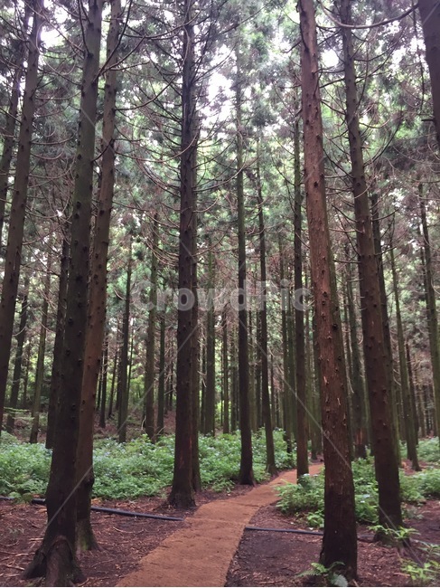 사려니숲길,산책로,숲,나무,tree,wood,nature,배경