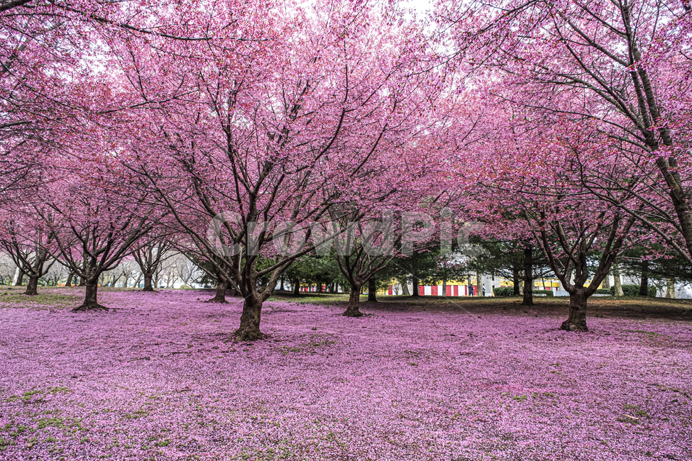 식물,꽃,flower,나무,봄,벚꽃,사쿠라,핑크,분홍,자연,tree,spring,pink,cherryblossom,bloom,blossom,cherry,봄,계절,spring,season,식물,자연,plants,nature,꽃,flower