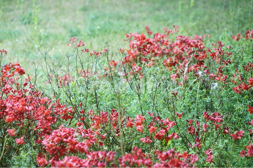 영산홍,일출,봄,꽃,햇빛,붉음,맑음,식물,자연,plants,nature,꽃,flower
