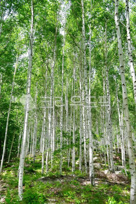 자연,풍경,자작나무,나무숲,자작나무숲,녹색,녹음,여름,산책로,길,산책코스,등산로,트레킹,울타리,나무,숲,산,오솔길,흙길,강원도,영양군,영양,힐링,산림욕,산림,울창