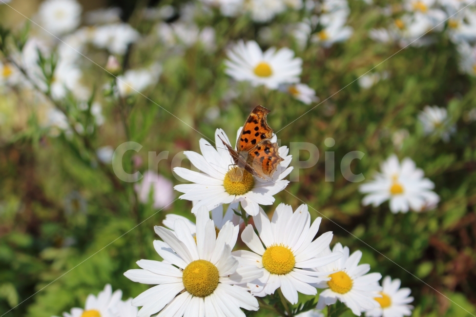 landscape photography,Crowdpick,plant photography,Photo by Seong Kim,picture,animal photo,flower,wildflowers,butterfly,plant,sight,dslr,Emotion