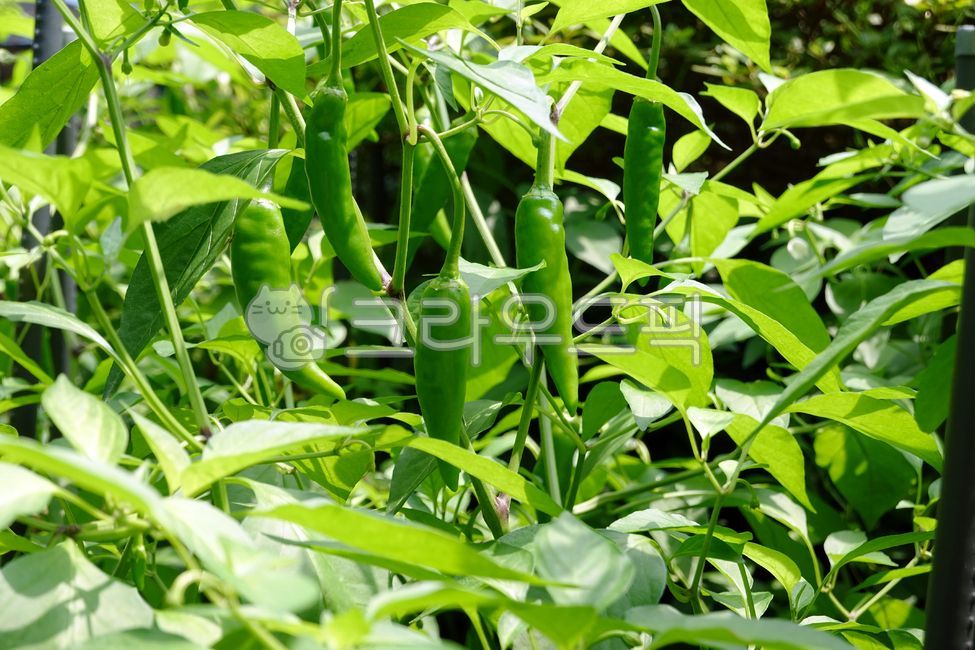 pepper,Spicy,vitaminc,Pepper,Capsaicin,vitamin c,fiery,hotpepper,crops,vegetable,vegetables,agriculture,redpepper,farming,capsaicin,ingredients,Agriculture,healthfood,hot pepper,ingredient,nature,Spice,Cheongyang pepper,green pepper,spicy,health food,cheo