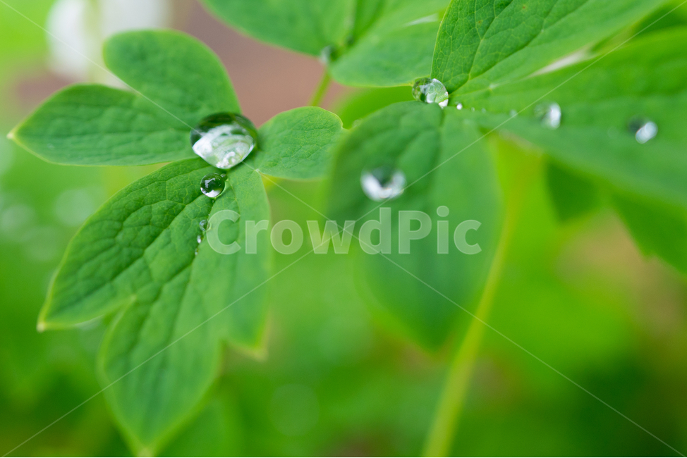 풀,물방울,풀잎,자연,waterdrop,natural,bladeofgrass,식물,자연,plants,nature