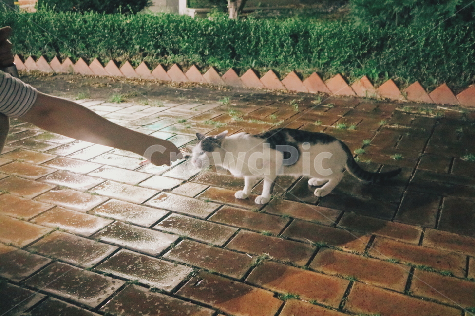 손,고양이,cat,길고양이,팔,동물,animal,포유류,mammal,고양이,cat,kitten,kitty