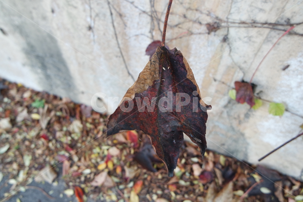 나뭇잎,잎사귀,단풍,가을,그림자,빨강,길,로드,plant,식물,leaf,잎,나무,tree,leaves,foliage,autumn,shadow,red,road,rod,가을,계절,fall,autumn,season
