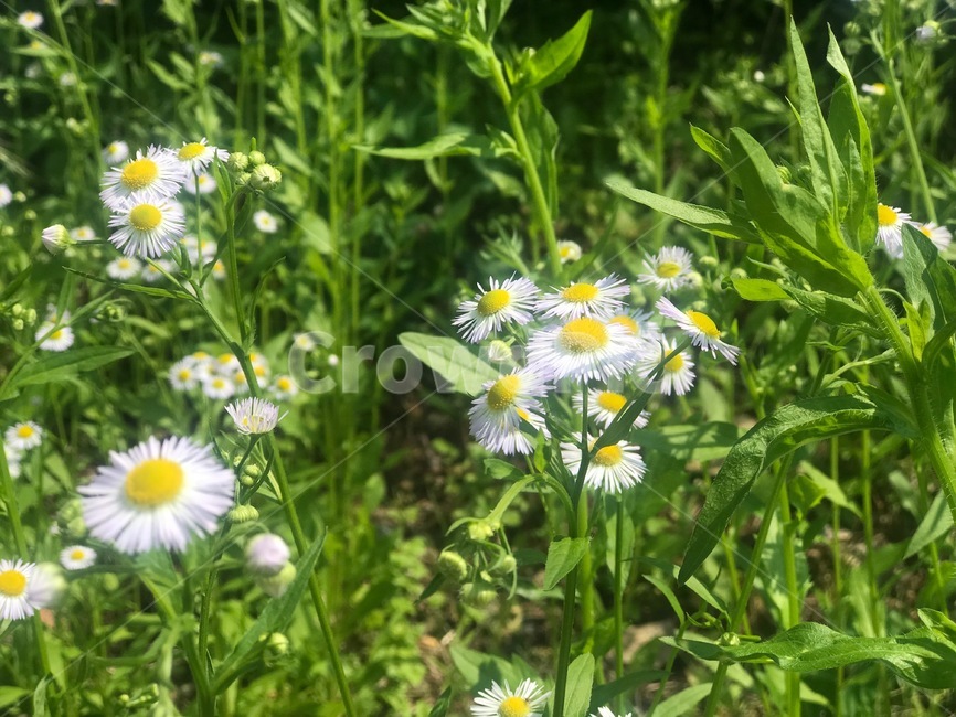 flower,한여름꽃,꽃,이름모를꽃,잡초
