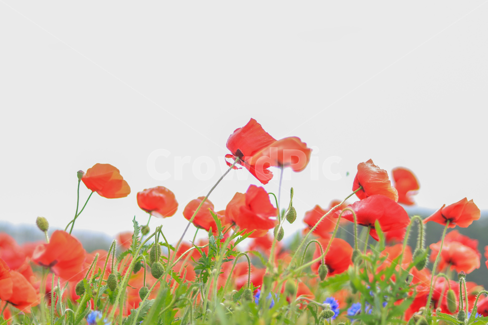 개양귀비,poppy,꽃,flower,풍경,landscape