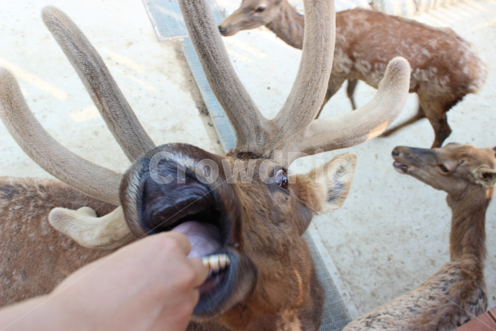 동물원,사슴,순록,먹이주기,뿔,동물,animal,포유류,mammal