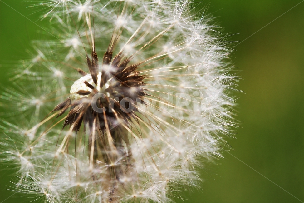 민들레,꽃,야생화,들꽃,민들레씨앗,감성,dandelion,flower,fieldflowers,emotional,식물