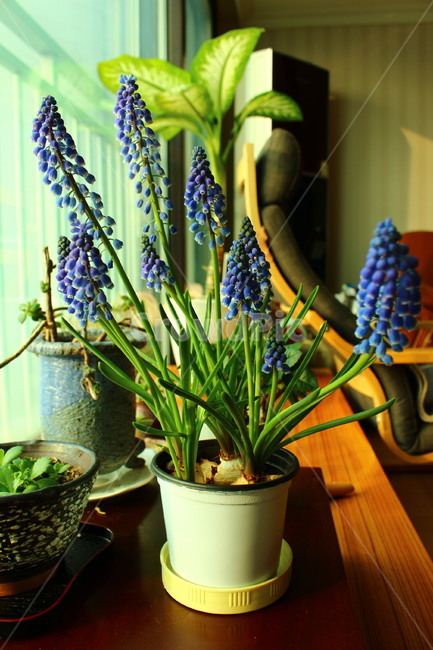 무스카리,보라색꽃,꽃,식물,감성,실내용화초,화분,화초,house plant