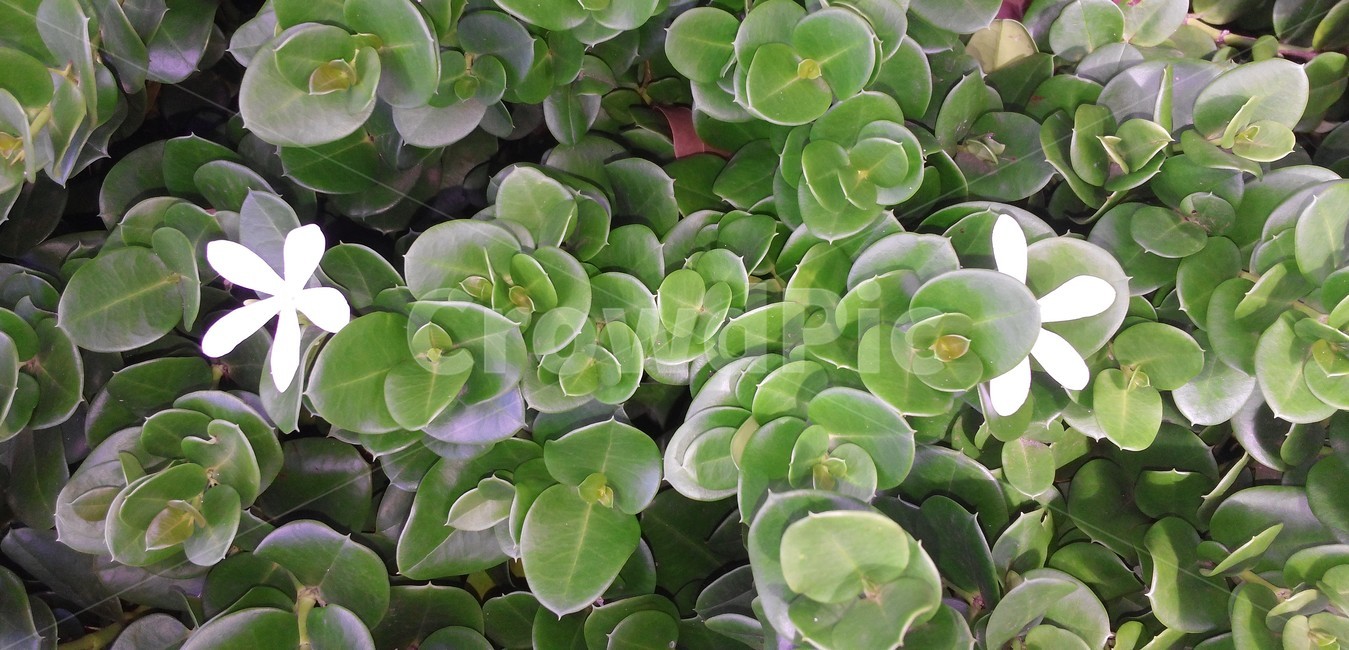 꽃,야생화,flower,플라워,잎,잎사귀,이파리,leaf,leaves,botanical,보타니컬,보태니컬,꽃잎,petal,floral,꽃부리,식물,자연,plants,nature