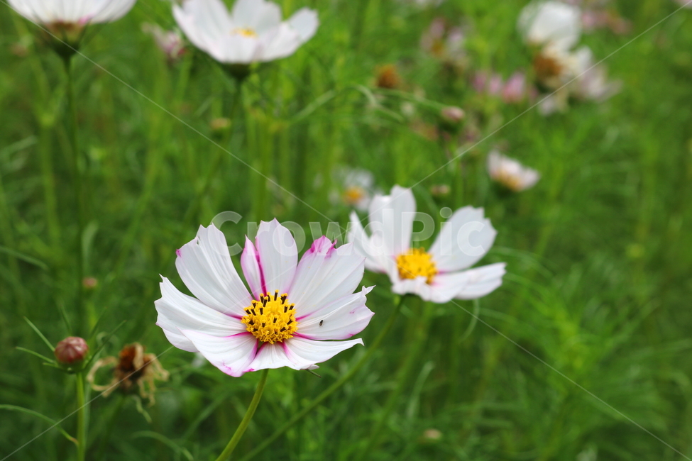 꽃,코스모스,코스모스꽃,식물,국화과,가을,식물,자연,plants,nature,꽃,flower
