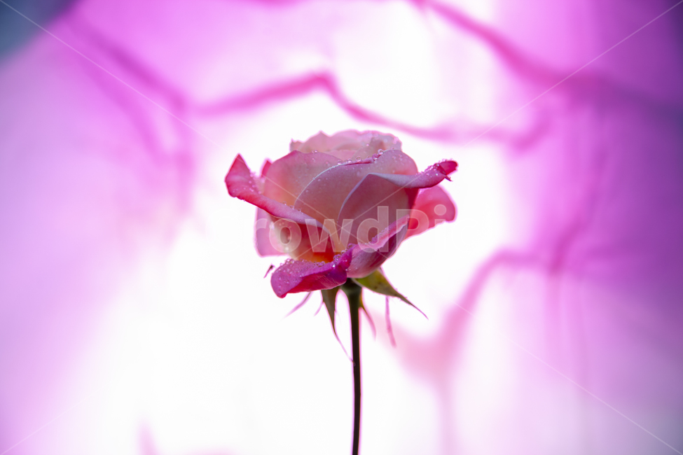 5월,분홍색,정렬,순정,꽃,식물,plant,rose,장미,flower,식물,자연,plants,nature,꽃,flower