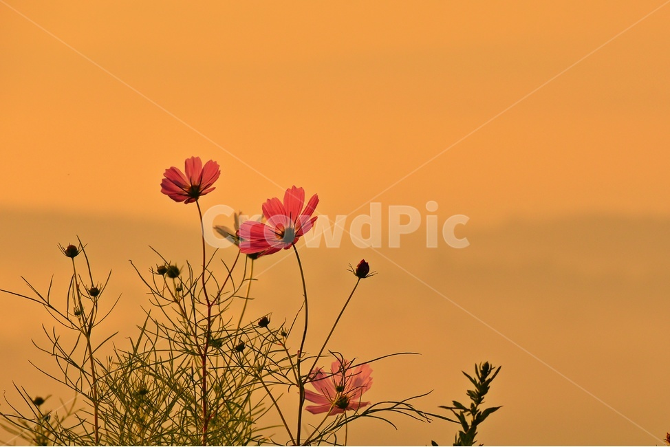 전남,함평,밀재,밀재일출,여명,아침,코스모스,코스모스꽃,해돋이,blossom,flower,꽃,flare,플레어,light,빛,nature,자연,weather,날씨,outdoors,옥외,plant,식물,식물,자연,plants,nature,꽃,flower