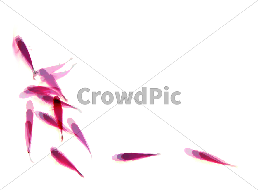 물고기,열대어,베타,레드,동물,animal,어류,fish,감성,감성사진
