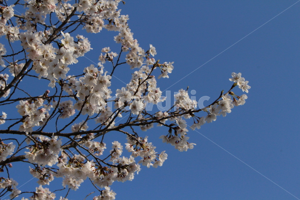 벚꽃,봄,꽃,벚꽃놀이,cherryblossoms