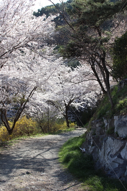 봄,꽃,벚꽃,들꽃,산책로,계절,봄,계절,spring,season,자연,풍경,nature,landscape,plant,식물