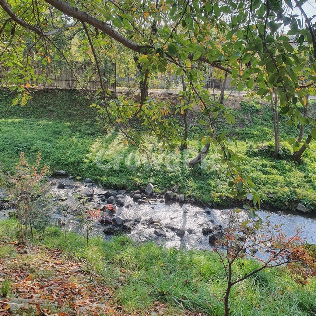 자연,강,개울,시냇물,계곡,풍경,나무,새싹,봄,여름,낙엽,잎,초록,green,nature,view,brook,ground,outdoors,식물,tree,water,물,plant