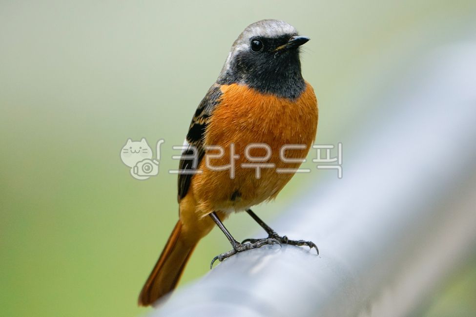딱새,주황색,조류,선명한새,새,이쁜새