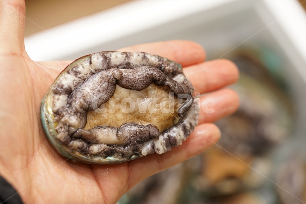 전복,해산물,먹거리,안주,술안주,생물,먹방,해물,씨푸드,바다,음식,seafood,푸드,안주거리,회,전복회,안주꺼리,소주안주,음식,식재료,요리,food,cook,meal,dishes,food reserves,수산물,해산물,fishery products,seafood