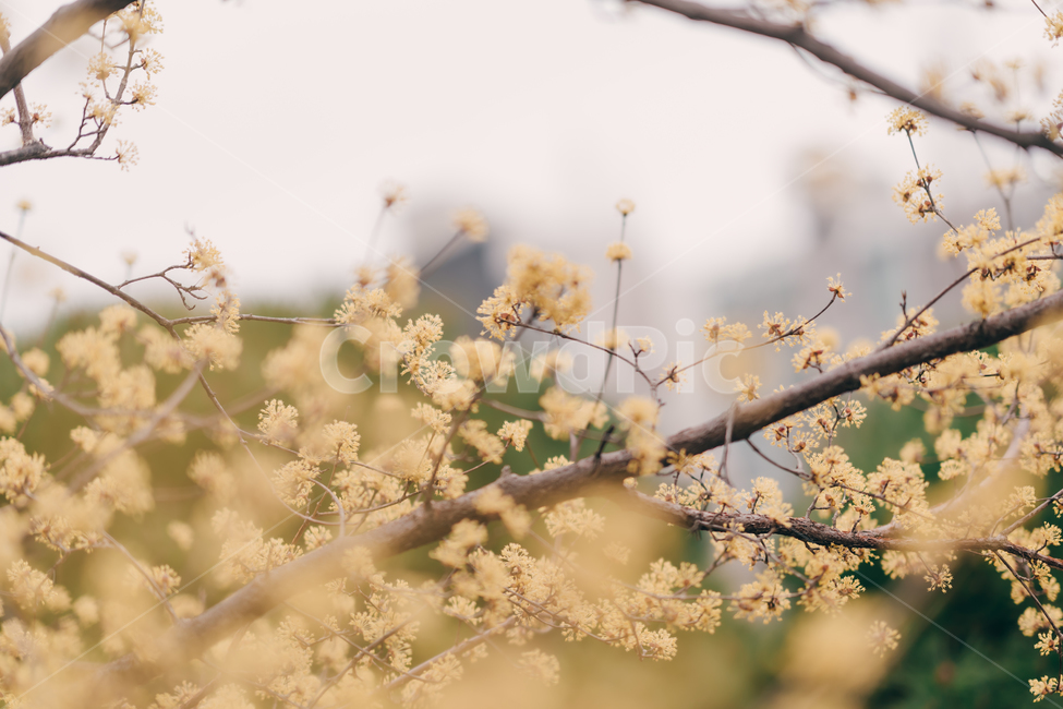 봄,꽃,blossom,flower,산수유,감성,색깔,색상,색채,color,감성사진,봄,계절,spring,season,식물,자연,plants,nature,꽃,flower