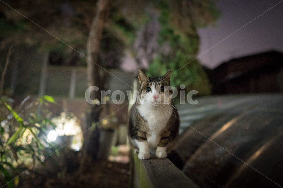 길고양이,고양이,길냥이,cat,야생동물