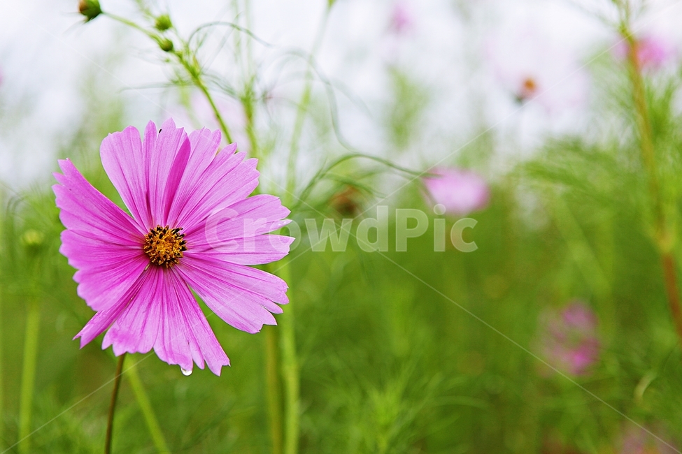 petal,nature,plant,fall flowers,autumn,Cosmos,park,flower