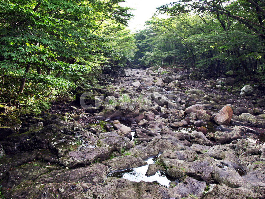 건천,개천,화산암,숲,사려니숲길,제주,자연,풍경,nature,vegetation,초목,plant,식물,outdoors,옥외,wilderness,황야,ground,바닥