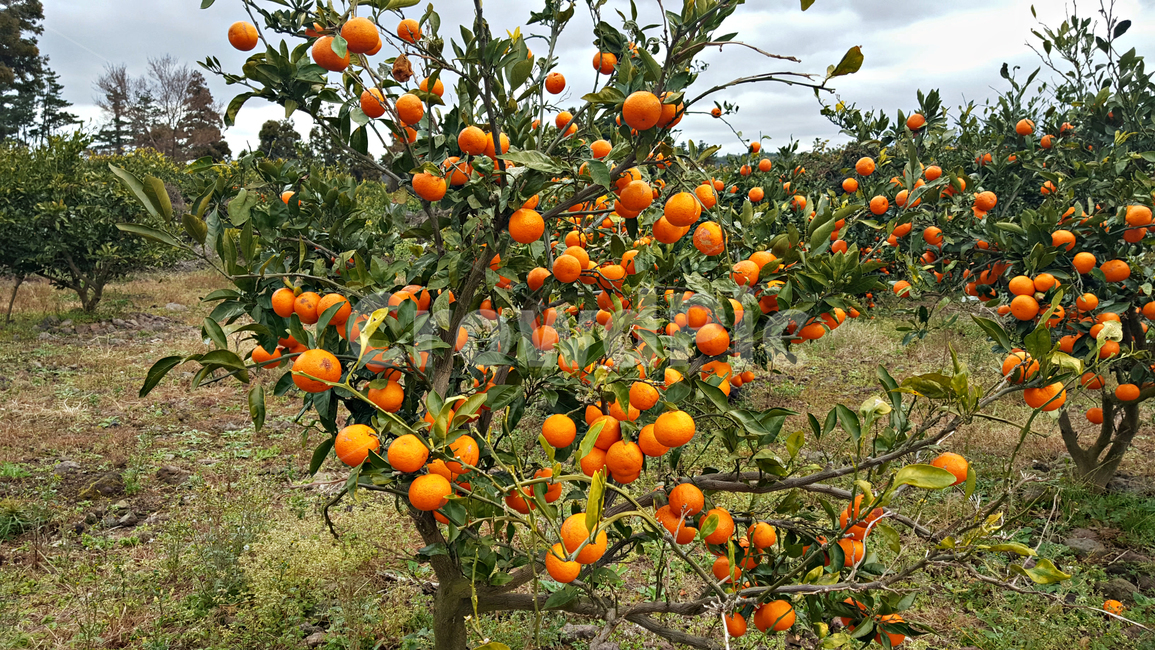 귤,귤나무,감귤,자연,nature,옥외,outdoors,plant,식물,fruit,과일,food,음식,과일,열매,fruit