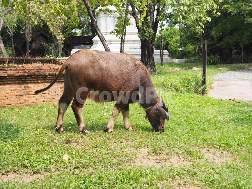 bull,황소,animal,동물,mammal,포유류,동물,animal,포유류,mammal