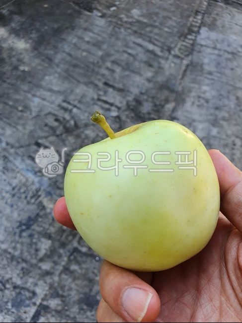 사과,과일,다이어트,열매,건강