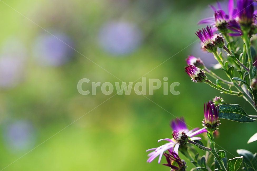 국화,소국,꽃,식물,가을,이슬,식물,자연,plants,nature,꽃,flower