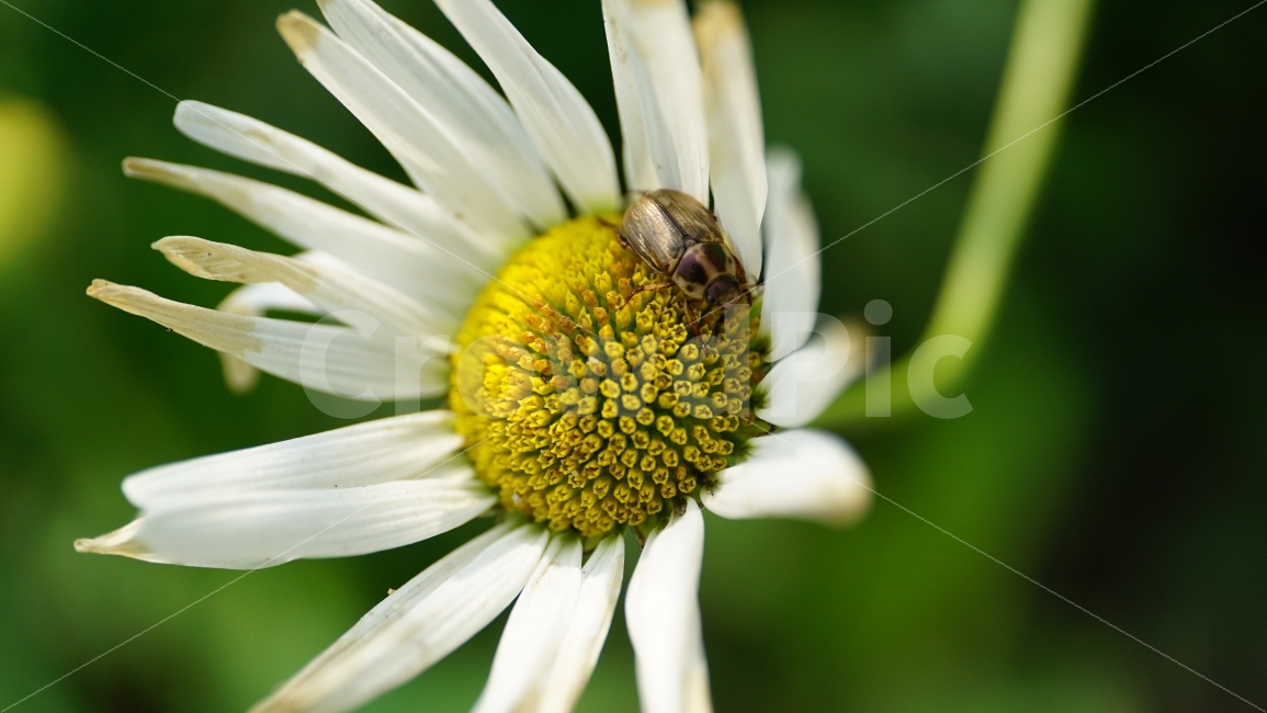 샤스타데이지,꽃,플라워,식물,자연,flower,nature,곤충,insect,벌레,풍경,landscape,잎사귀,감성,감성사진,느낌,feel,snap,snapshot,스냅,스냅사진,접사,macro,꽃사진,plants,힐링,힐링사진,healing,클로즈업,closeup,한국자연,꽃밭,화단,계절,season,여름꽃,여름,summer,초여름,향기,꽃향기,식물,자연,plants,nature,동물,animal,곤충,벌레,insect,bug,꽃,flower